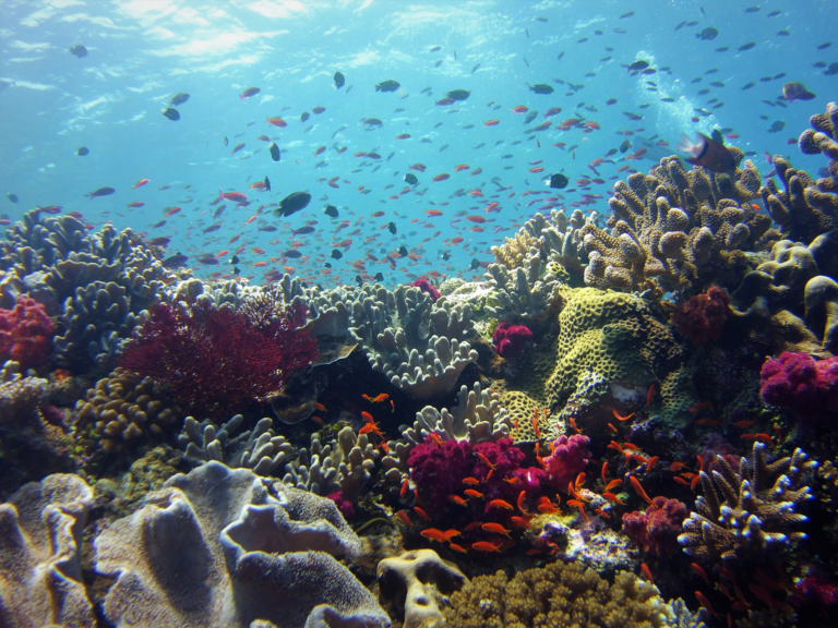 Fiji Scuba Diving Trips | Diventures