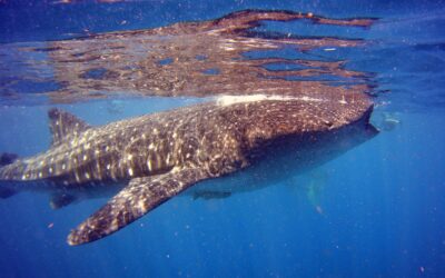 Gentle Giants of the Sea